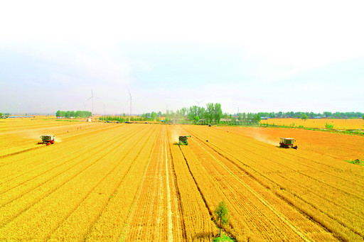 鶴壁市淇縣西崗鎮蓄滯洪區小麥迎豐收預計增産10%~15%