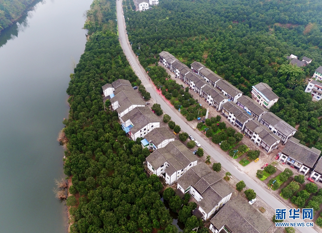 【渝情渝景】航拍长寿邻封镇 百年柚乡换“新颜”