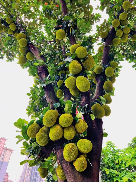 南宁市绿化果树品种丰富成为美丽风景线
