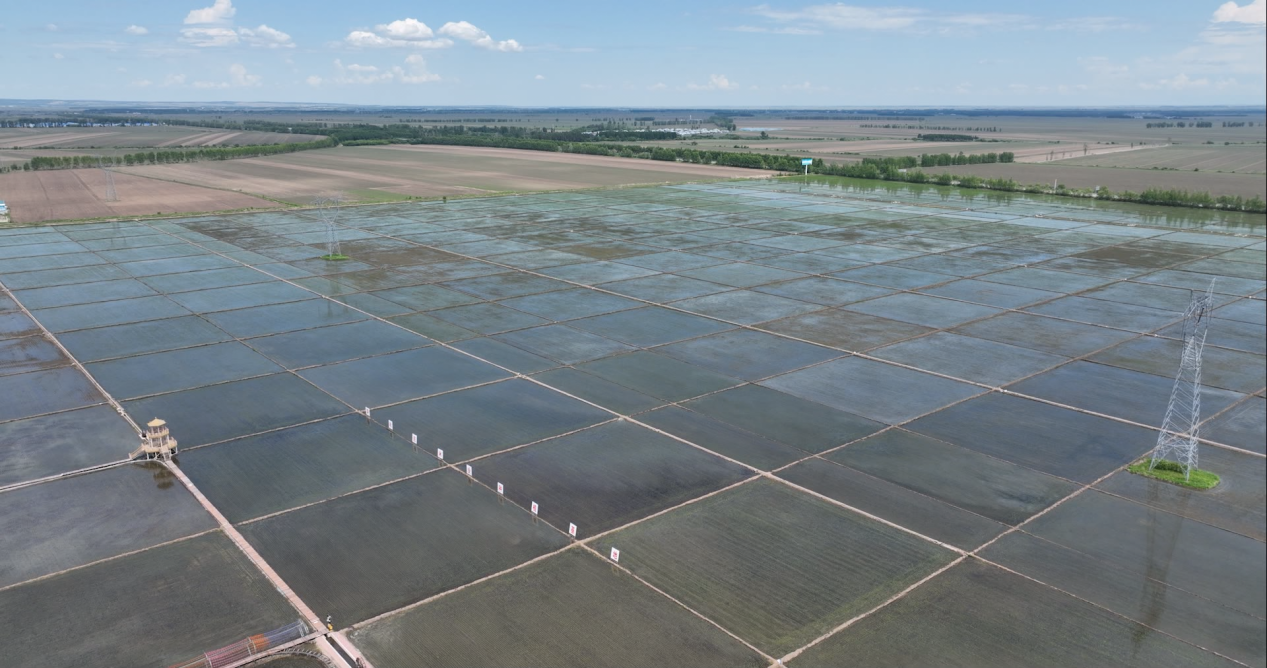 呜呜呜……小火车来了，百亩稻田公园开园