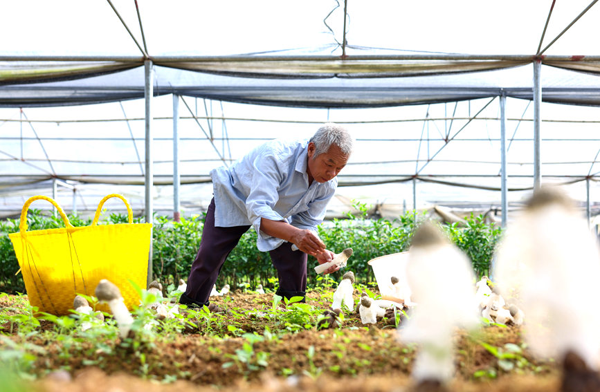 广西钦州：小小竹荪菇撑起“致富伞”