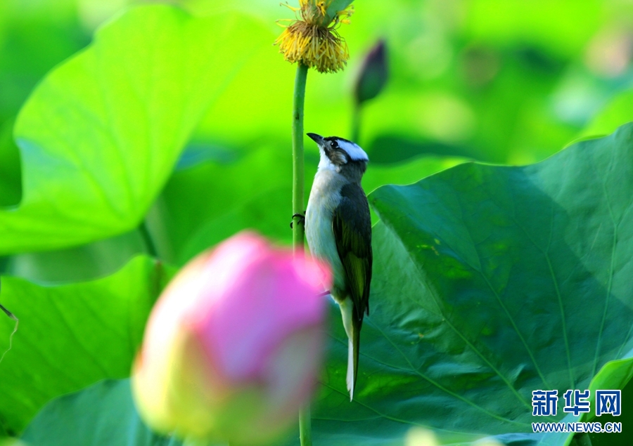 河南南陽：生態好 荷花艷 鳥兒歡