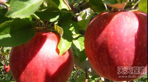 全球最贵葡萄一串7.23万 盘点那些天价水果 全球最贵葡萄一串7.23万 盘点那些天价水果