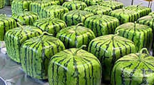 全球最贵葡萄一串7.23万 盘点那些天价水果 全球最贵葡萄一串7.23万 盘点那些天价水果