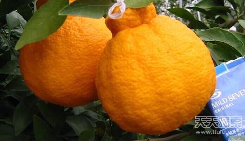 全球最贵葡萄一串7.23万 盘点那些天价水果 全球最贵葡萄一串7.23万 盘点那些天价水果