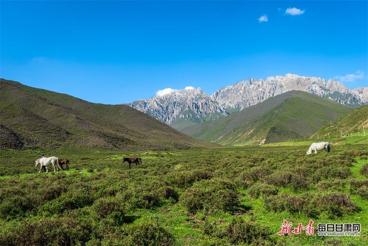 【大美甘肃】草原雪山邀白云 山花牧群醉轻风 夏日武威天祝的美需要用心体会_fororder_9