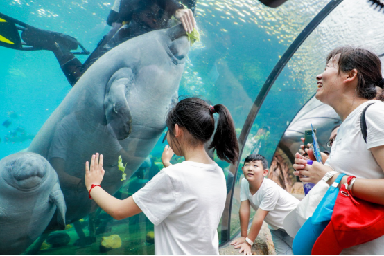 珠海长隆再添一西非海牛，9月还将迎来新生海牛