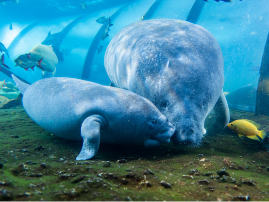 珠海长隆再添一西非海牛，9月还将迎来新生海牛