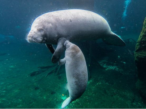 珠海长隆再添一西非海牛，9月还将迎来新生海牛