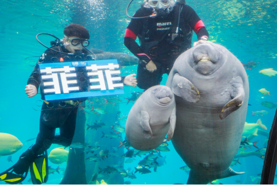 珠海长隆再添一西非海牛，9月还将迎来新生海牛