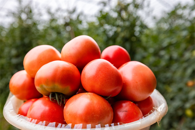 【16日早上转发】山东好景｜济南尝鲜草莓西红柿