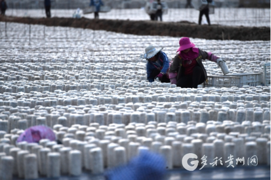 贵州食用菌凭借傲人成绩跻身全国第一梯队