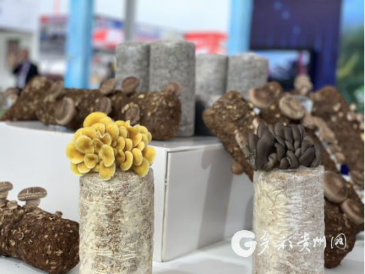 贵州食用菌凭借傲人成绩跻身全国第一梯队