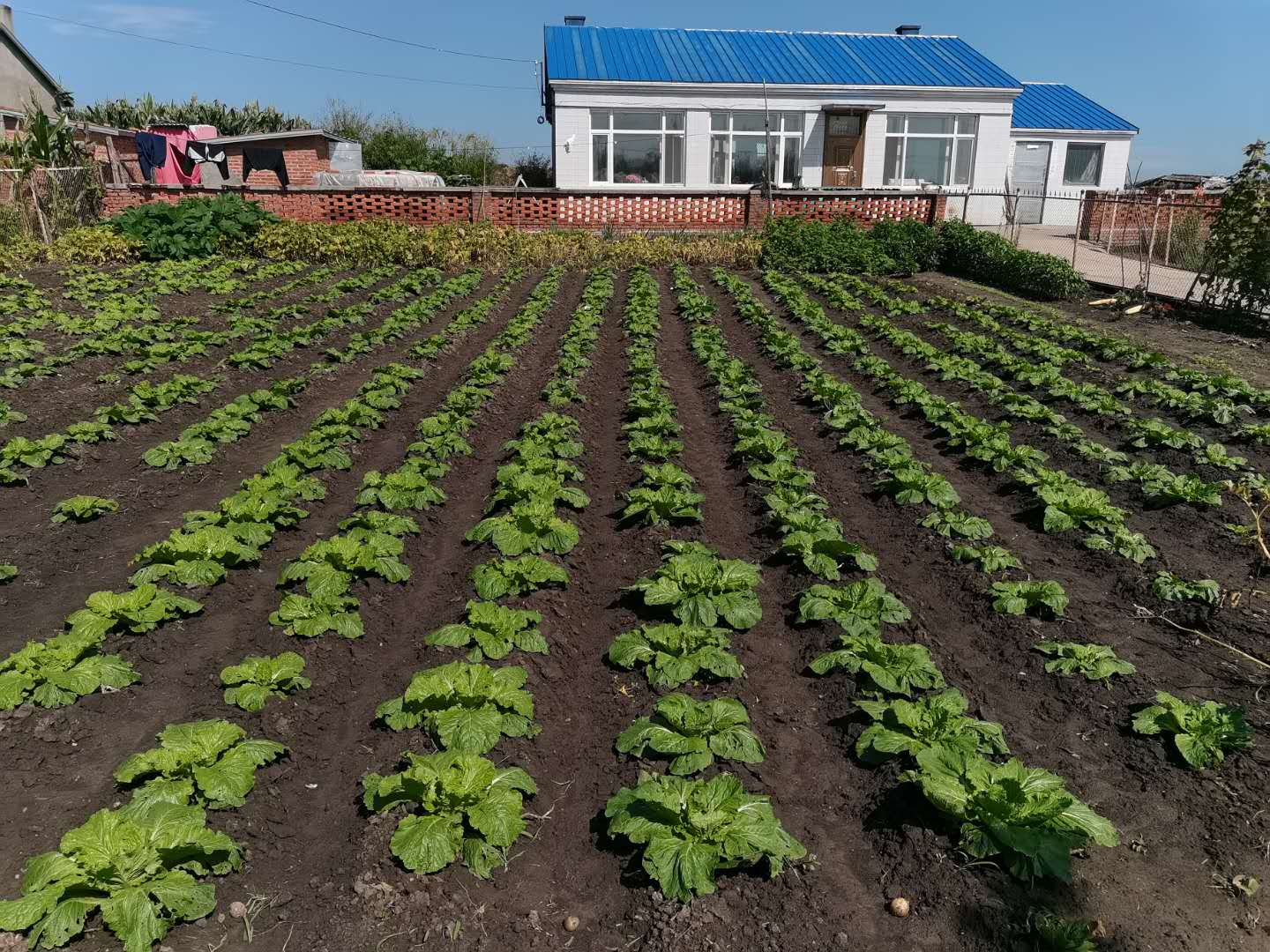 黑龙江省拜泉县：用活房前屋后“方寸地”小院经济致富一方群众_fororder_图片5