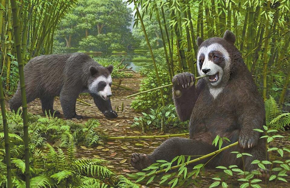 远古时代的大熊猫图片