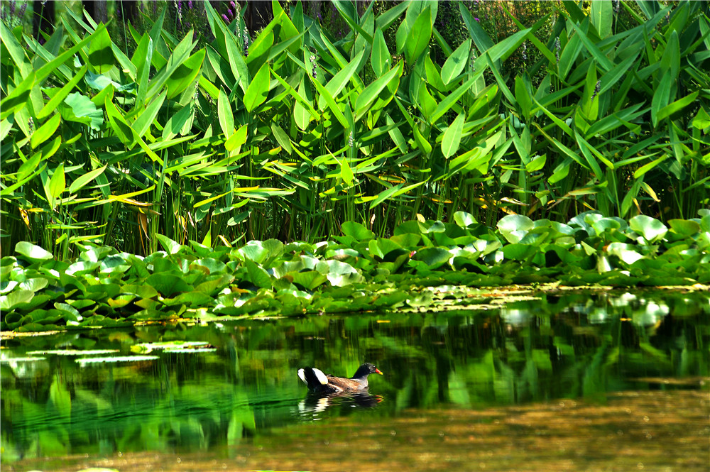 美景山東｜濟寧太白湖：魯西南大地上的一顆明珠