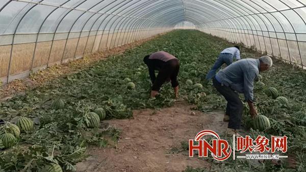 尉氏县十八里镇：西瓜丰收上市 农户增收致富