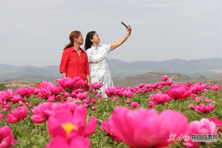 西和：芍藥花開引客來 芬芳美景變“錢”景_fororder_1