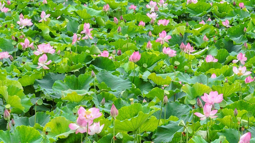 廣西田東：夏日荷花別樣紅