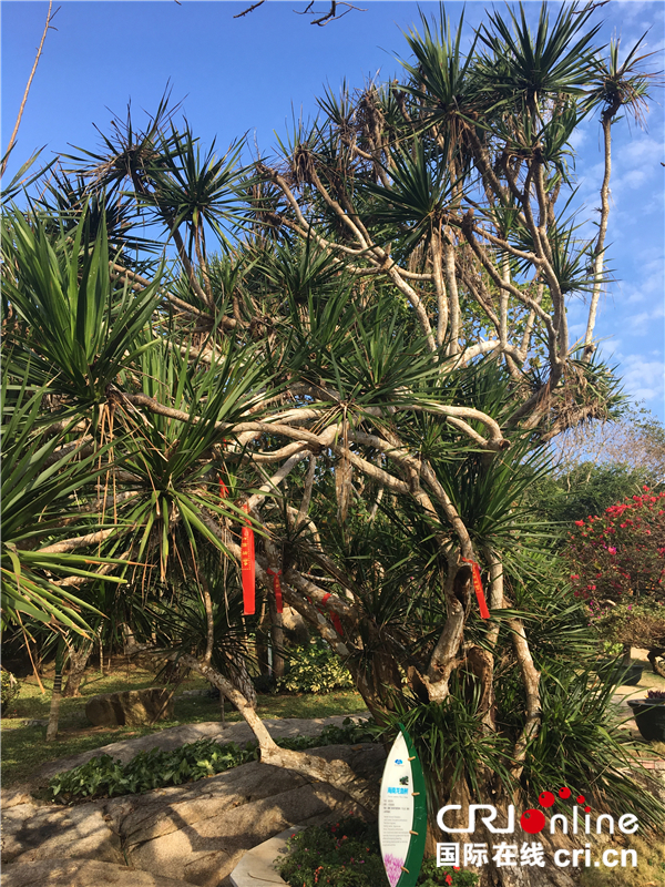 图片默认标题_fororder_海南龙血树_副本_副本