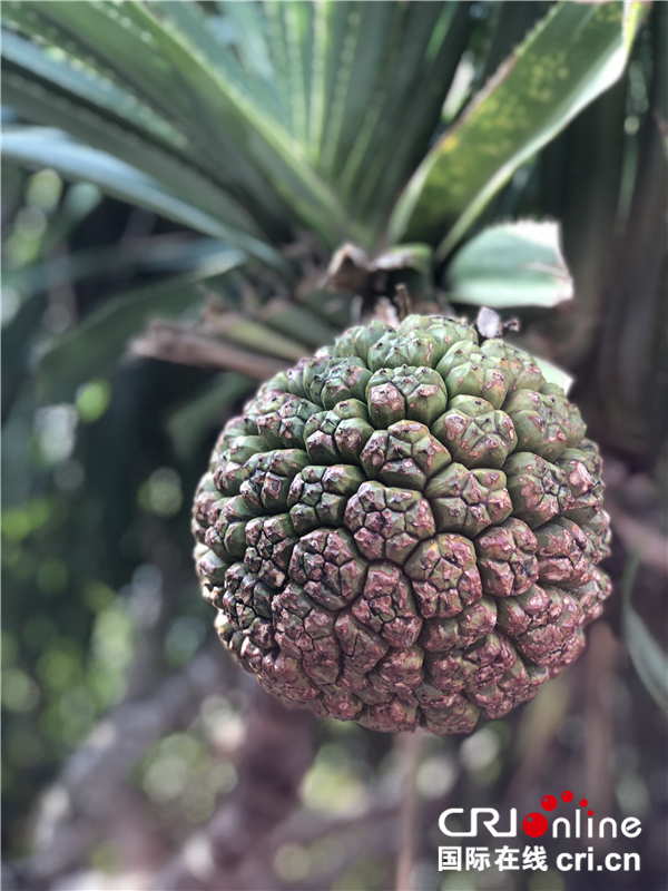 图片默认标题_fororder_岛上生长的野菠萝既可药用也是天然的增香剂，叶片也可用来包粽子_副本_副本