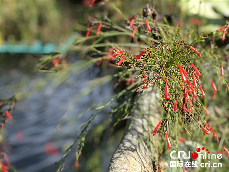 图片默认标题_fororder_岛上植物种类繁多1_副本_副本