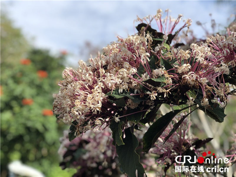 图片默认标题_fororder_岛上植物种类繁多2._副本_副本
