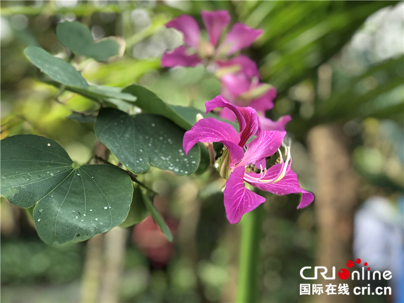 图片默认标题_fororder_岛上植物种类繁多3_副本_副本