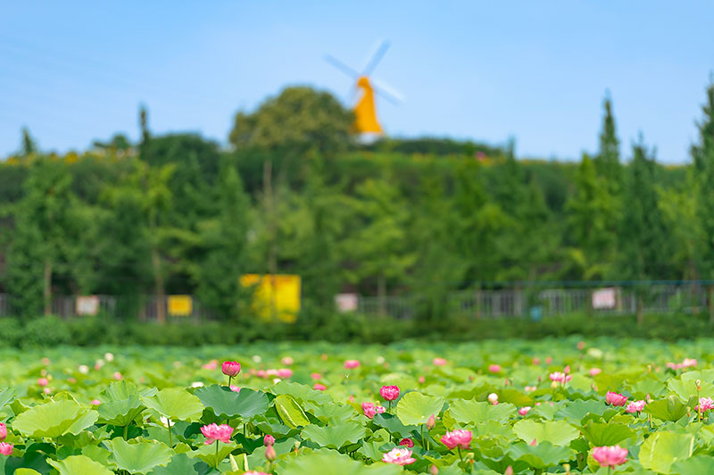 三大主题嗨玩夏日 首届自贡国际恐龙文化旅游节将盛大启幕_fororder_8贡井五彩荷园（摄影-廖志全）