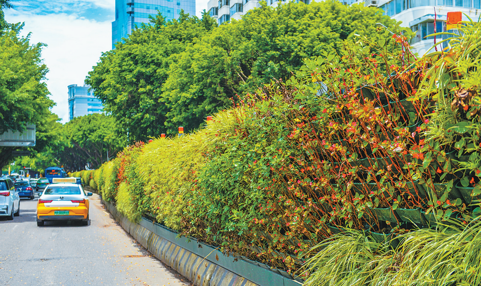 福州鲜花绿植上围挡串起城市风景线
