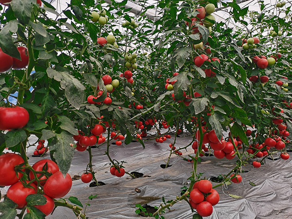 第八届成都种业博览会（春季）新品种田间种植展示会在彭州启幕_fororder_番茄新品种-供图-彭州市委宣传部