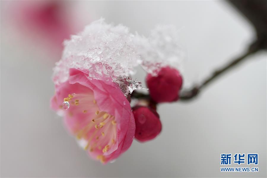 江苏淮安：踏雪寻梅