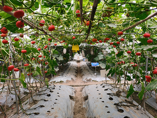 第八届成都种业博览会（春季）新品种田间种植展示会在彭州启幕_fororder_南瓜新品种-供图-彭州市委宣传部