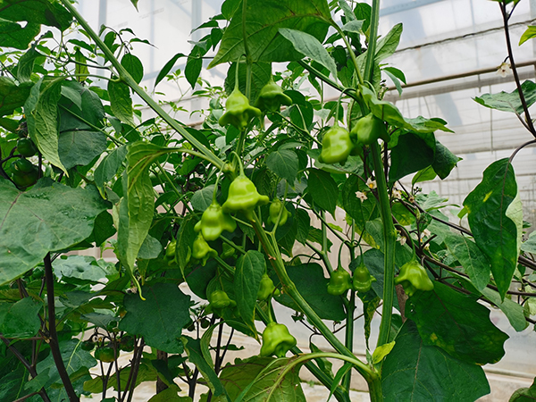 第八届成都种业博览会（春季）新品种田间种植展示会在彭州启幕_fororder_铃铛辣椒-供图-彭州市委宣传部