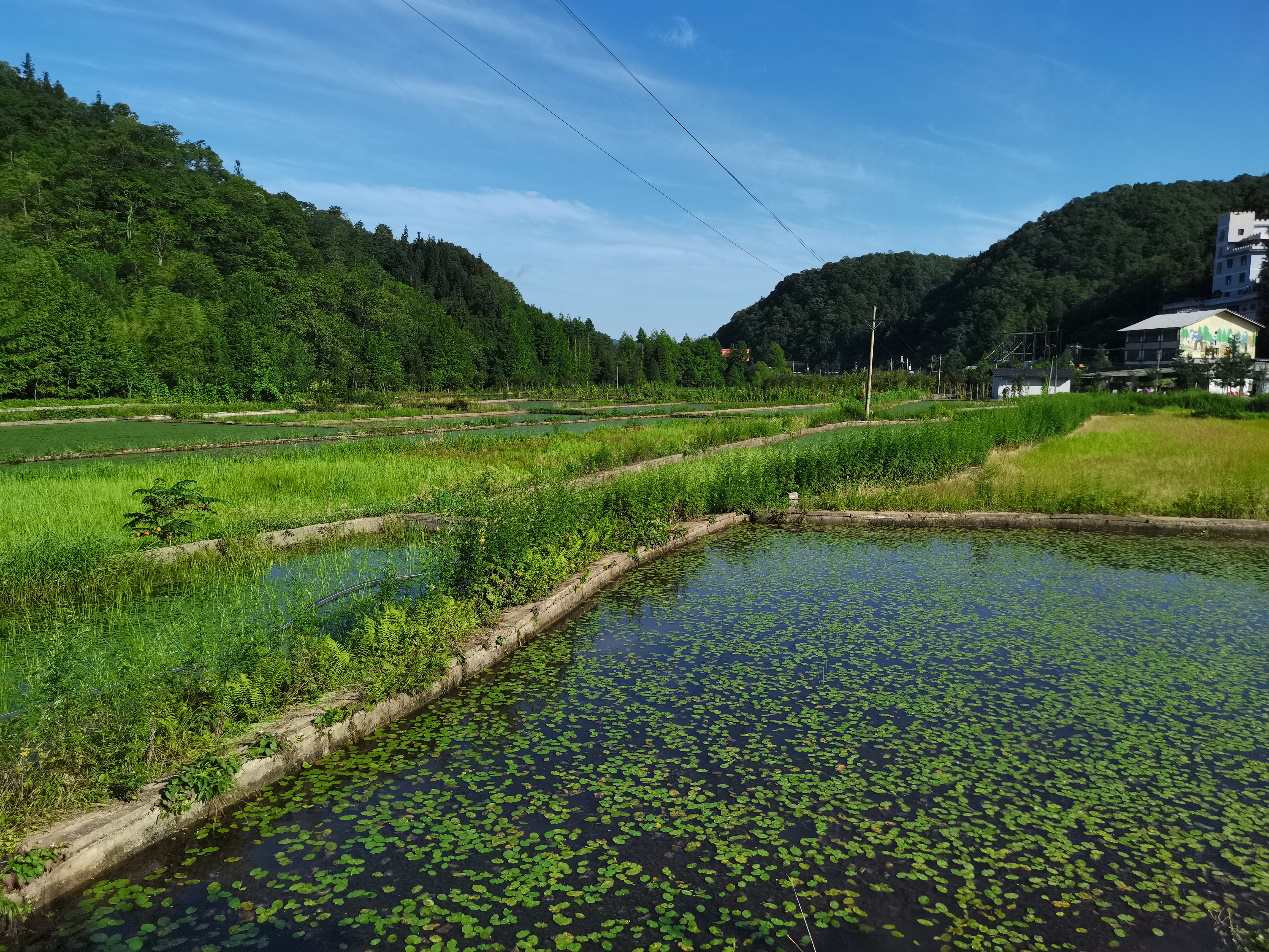 【有修改】【B】攝影大咖打卡重慶石柱“康養名片”——莼菜農業公園