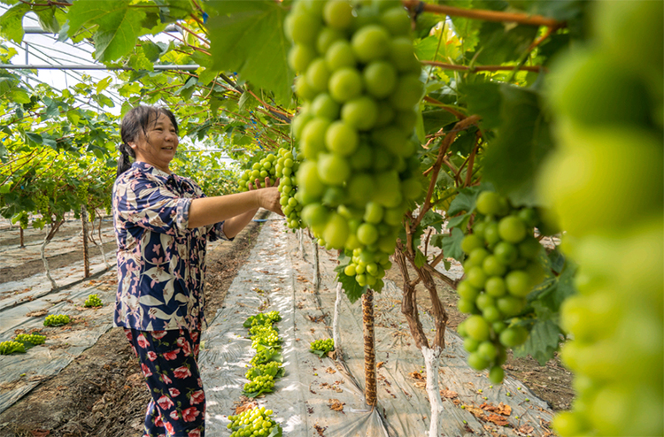 眉山彭山：葡萄成熟 村民直播销果忙_fororder_葡萄大丰收-摄影-翁光建（3）