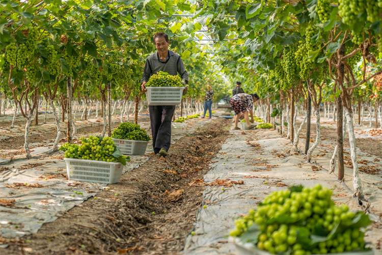 眉山彭山：葡萄成熟 村民直播销果忙_fororder_葡萄大丰收-摄影-翁光建（2）