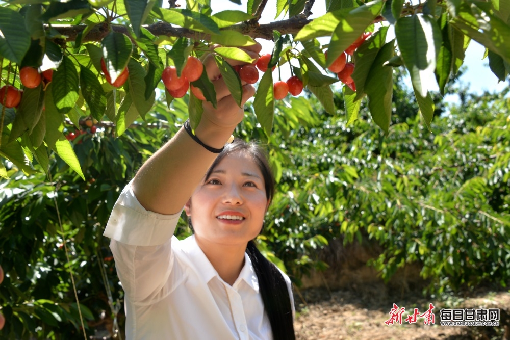 【定西】定西市陇西县和平乡：樱桃采摘带动乡村旅游热_fororder_3