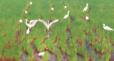 【图说1】生态修复“滋养”现代农业