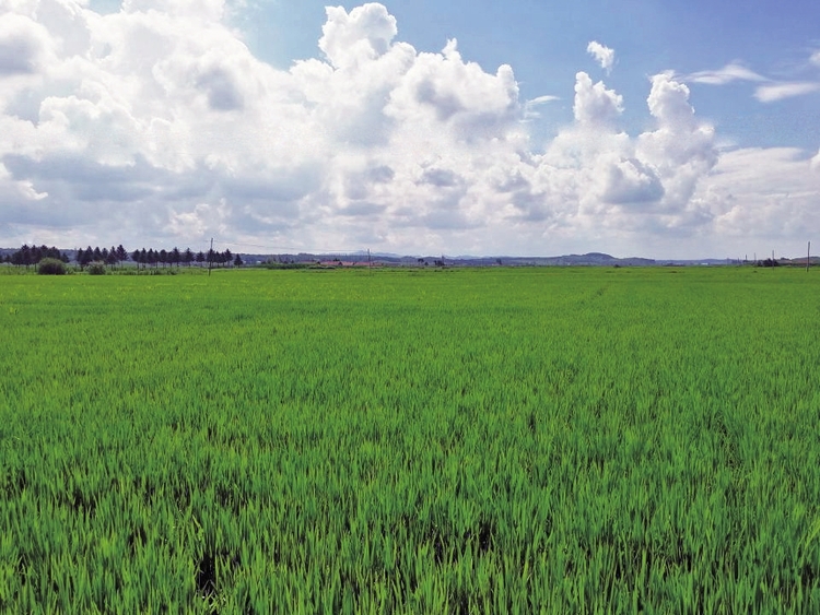 喜看黑土地上稻菽千重浪——通化市夯實農業基礎提高農業綜合效益紀實