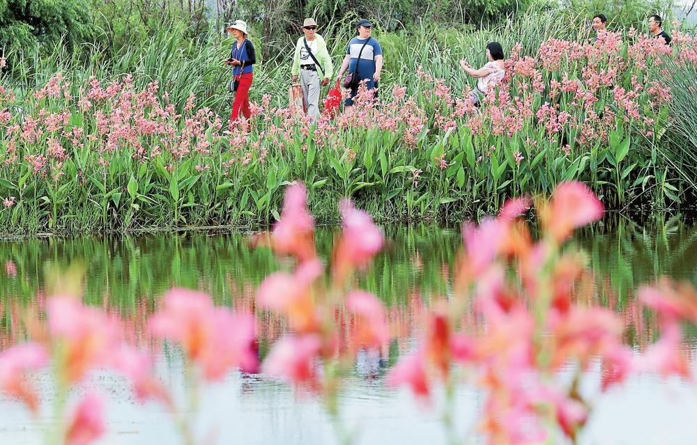 昆明坝河：夏日湿地美如画_fororder_e7c