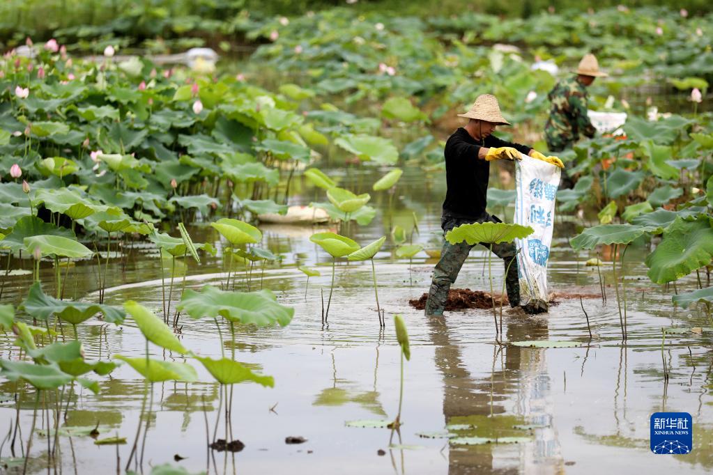 湖南资兴：夏至荷田农事忙