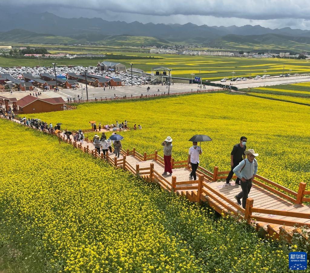 青海门源：高原油菜花开铺就“金色花海”