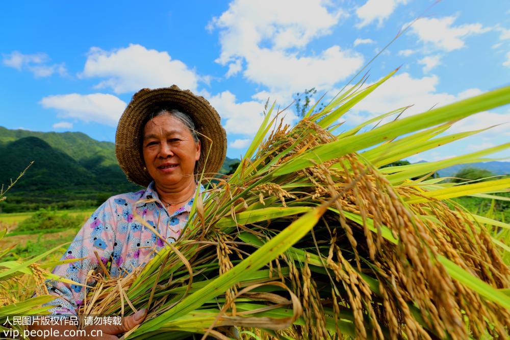 江西泰和：中稻豐收喜開鐮