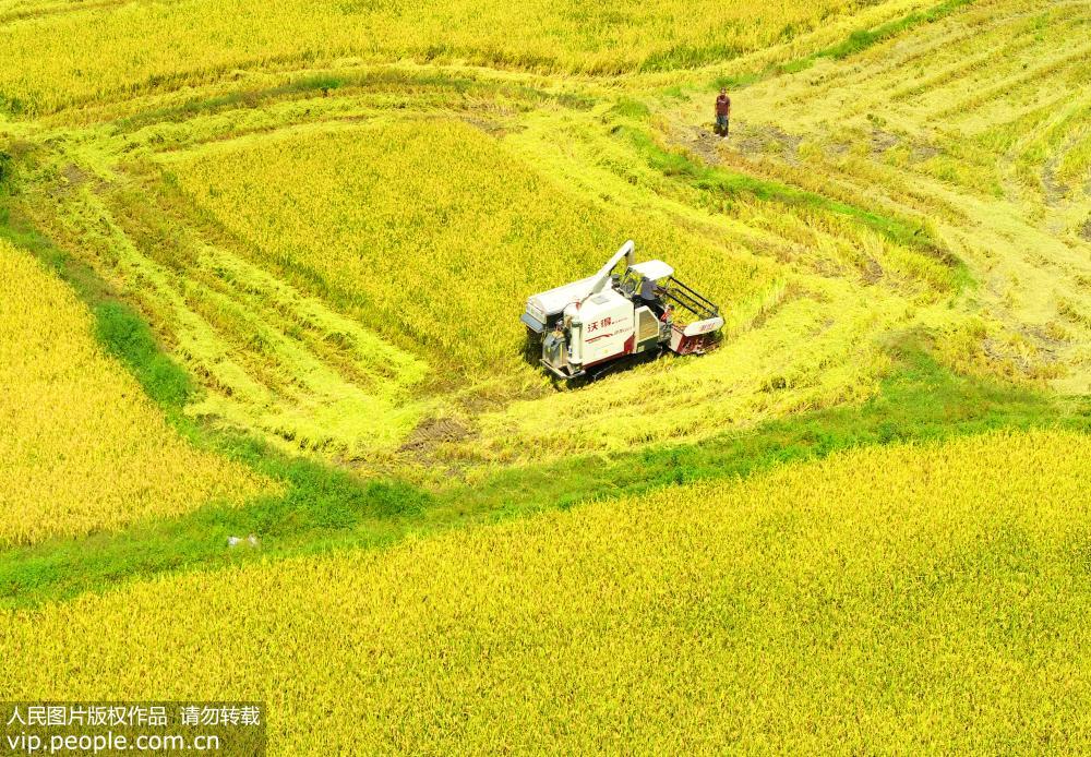江西泰和：中稻豐收喜開鐮