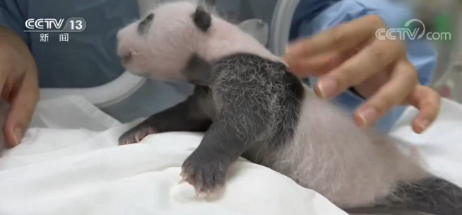 赠台大熊猫二胎宝宝“圆仔妹”满月