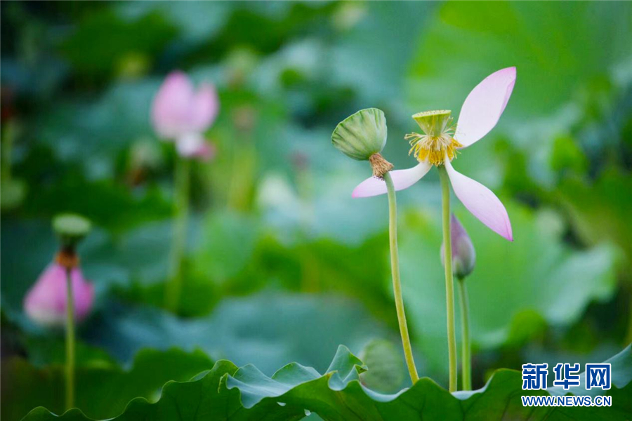 武汉：凉风起 秋荷香