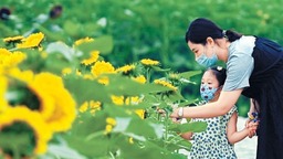 北京奧林匹克森林公園向日葵初綻