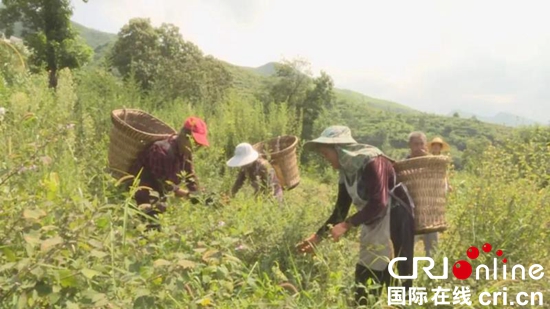 貴州關嶺紙廠村：刺梨豐收助村民脫貧致富