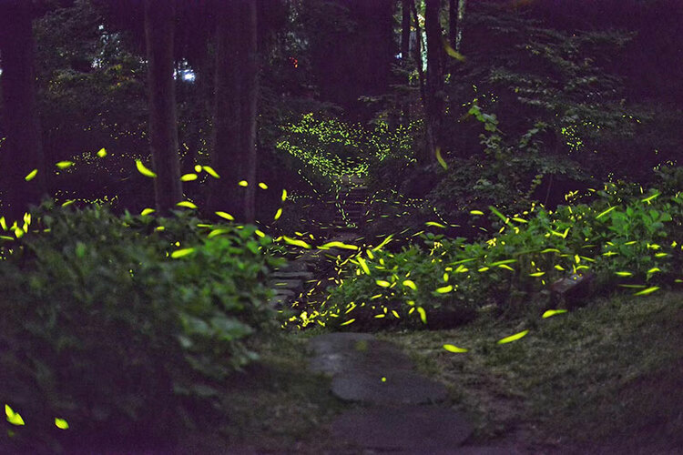 点亮“萤火森林” 成都邛崃天台山全新品牌发布_fororder_邛崃天台山萤火虫-供图-邛崃市委宣传部